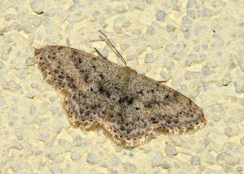 Geometridae da identificare